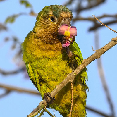 BROWN-CHINNED PARAKEET