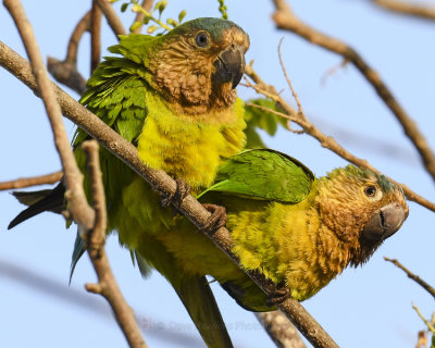 BROWN-CHINNED PARAKEET