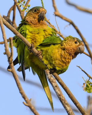 BROWN-CHINNED PARAKEET