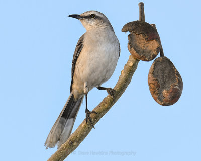 TROPICAL MOCKINGBIRD