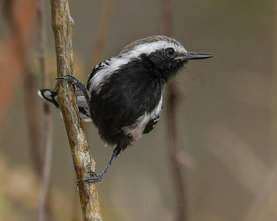WHITE-FRINGED ANTWREN