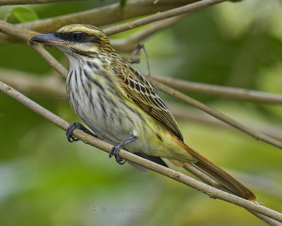 STREAKED FLYCATCHER