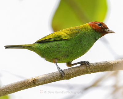 BAY-HEADED TANAGER