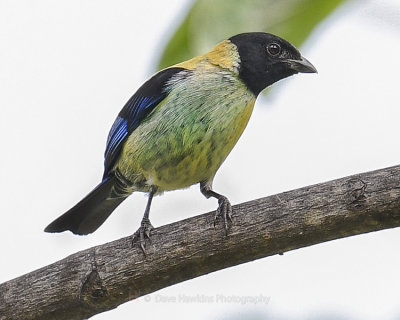 BLACK-HEADED TANAGER