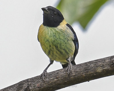 BLACK-HEADED TANAGER