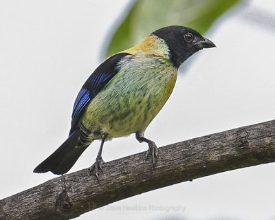 BLACK-HEADED TANAGER