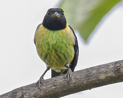 BLACK-HEADED TANAGER