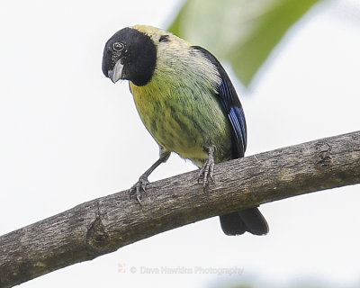 BLACK-HEADED TANAGER