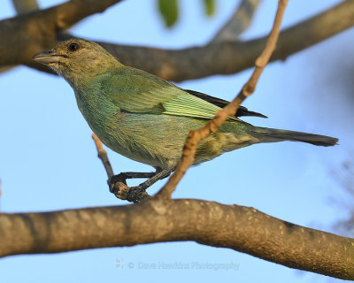 GLAUCOUS TANAGER
