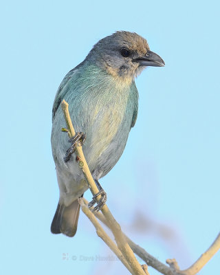 GLAUCOUS TANAGER