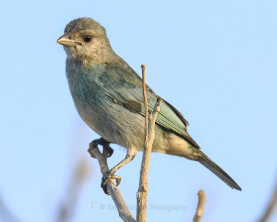 GLAUCOUS TANAGER