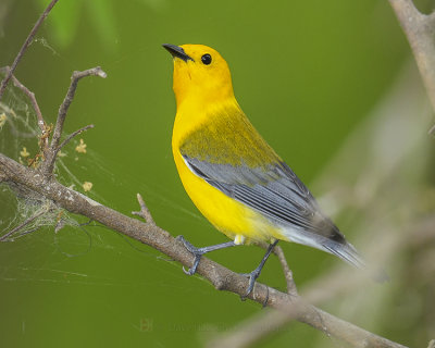 PROTHONOTARY WARBLER