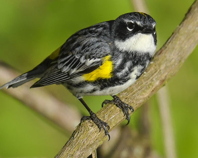 YELLOW-RUMPED WARBLER
