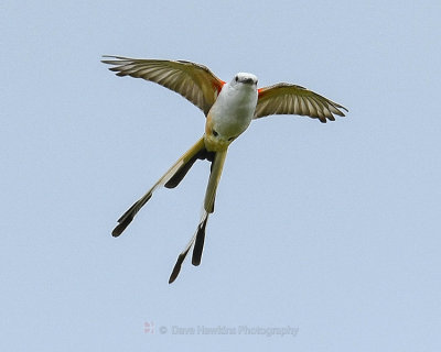 SCISSOR-TAILED FLYCATCHER