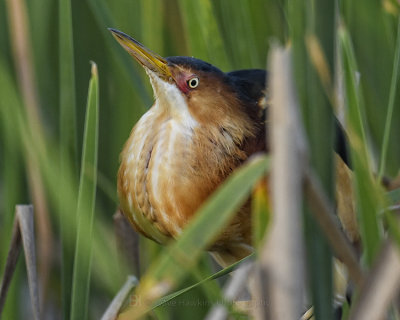 LEAST BITTERN
