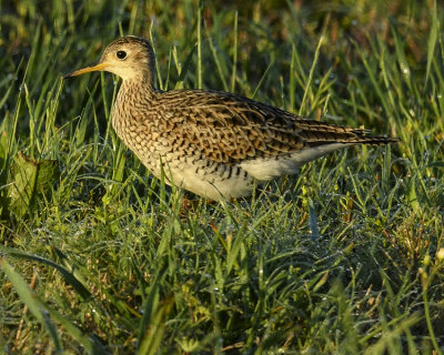 UPLAND SANDPIPER