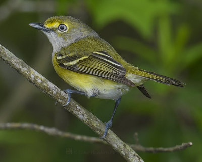 WHITE-EYED VIREO