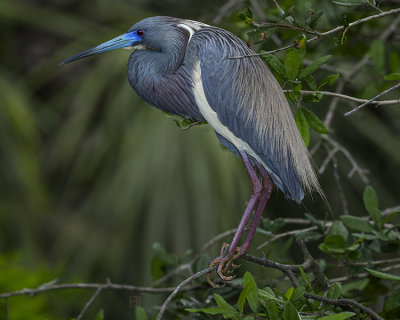 TRICOLORED HERONN