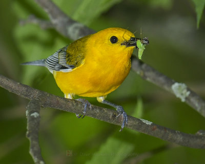 PROTHONOTARY WARBLER