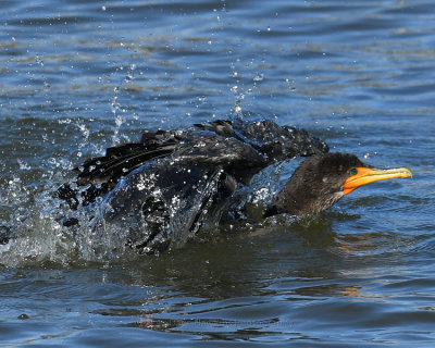 DOUBLE-CRESTED CORMORANT