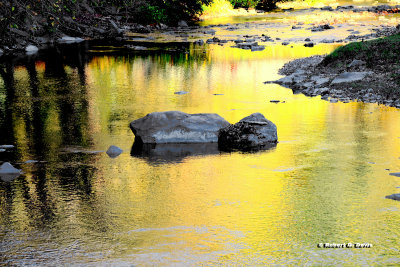 Yellow Reflections