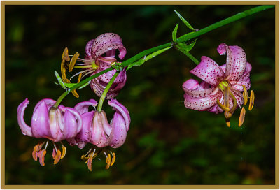 Wild growing flowers deep in the forests of Alsace