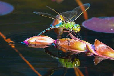 Libellen - Dragonflies