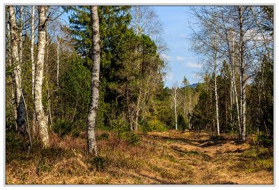 marshy ground