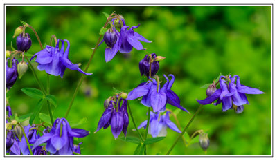 Spring time  -  Frhlingszeit