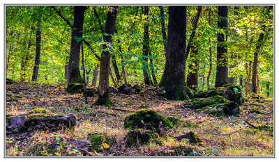 light and shadows in the forest