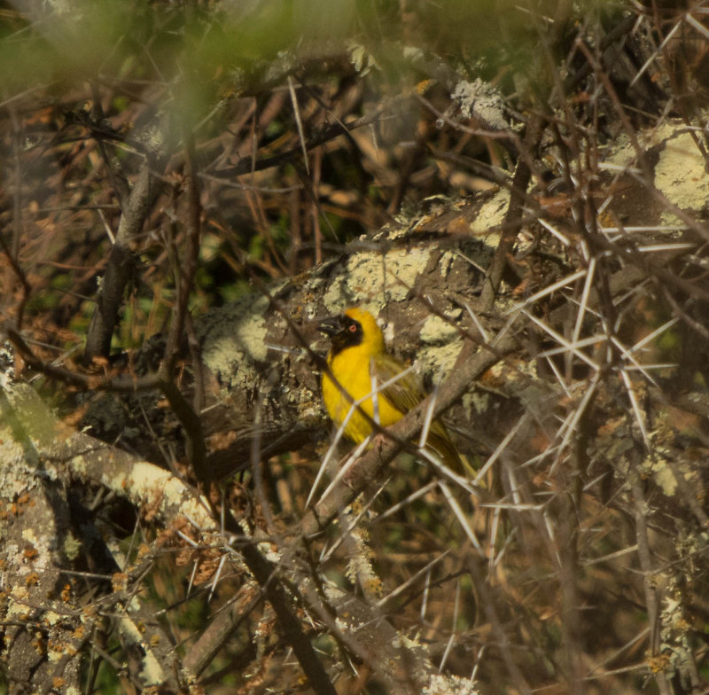 A record shot.