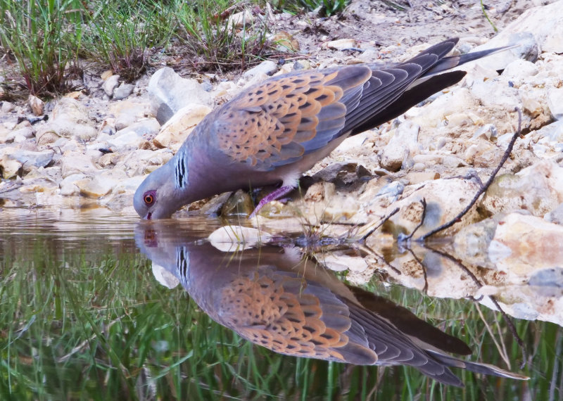 European Turtle Dove - Streptopelia turtur