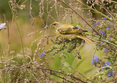 Cape canary (Serinus canicollis)