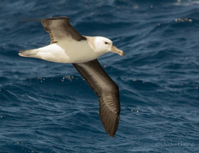  Black-browed Albatross - Thalassarche melanophrys