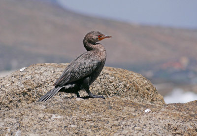 Crowned Cormorant (Microcarbo coronatus) 