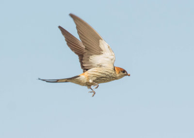Greater Striped Swallow - Cecropis cucullata