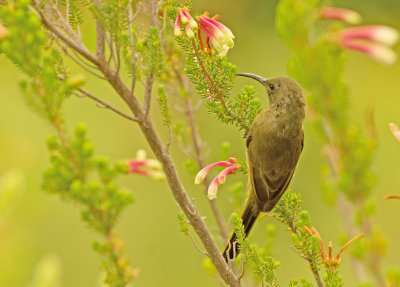 Juvenile fledgling.jpg