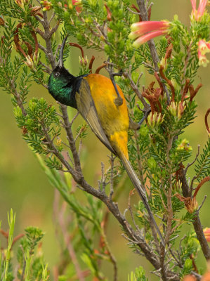 Orange-breasted Sunbird, Anthobaphes violacea
