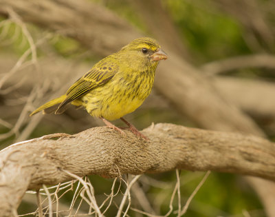 Forest canary (Serinus scotops) 