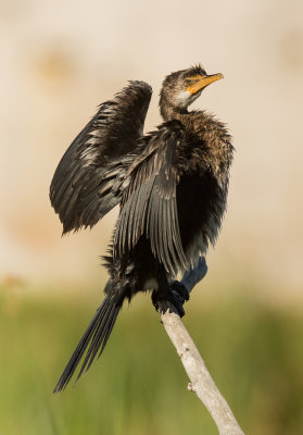 Reed Cormorant (Microcarbo africanus)