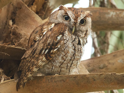 Eastern Screech-Owl - Megascops asio 