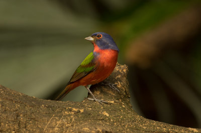 IMGP5680a.jpg