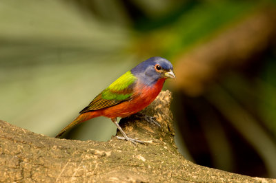 IMGP5679a.jpg
