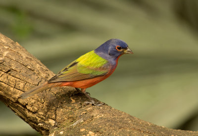 IMGP5675a.jpg