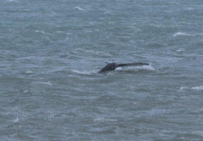 Humpback Whale
