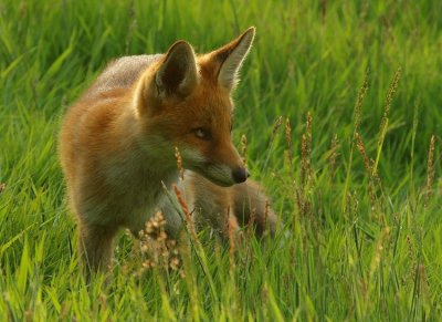 The one-eyed cub.