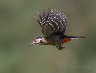 Woodpecker-a.jpg