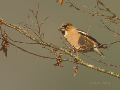 Hawfinch - Coccothraustes coccothraustes