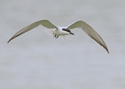 Gull-billed Tern -Gelochelidon nilotica 
