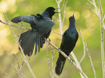 Boat Tailed Grackle - Quiscalus major